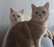 Продаются недорого 2 очаровательных британских котенка,  для души и разведения